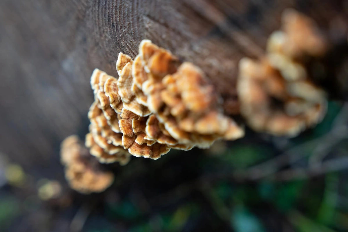 Spora UK Website - Shopify